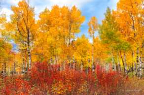 Aspens near Flagstaff-4315.jpg Aspens near Flagstaff-4315.jpg